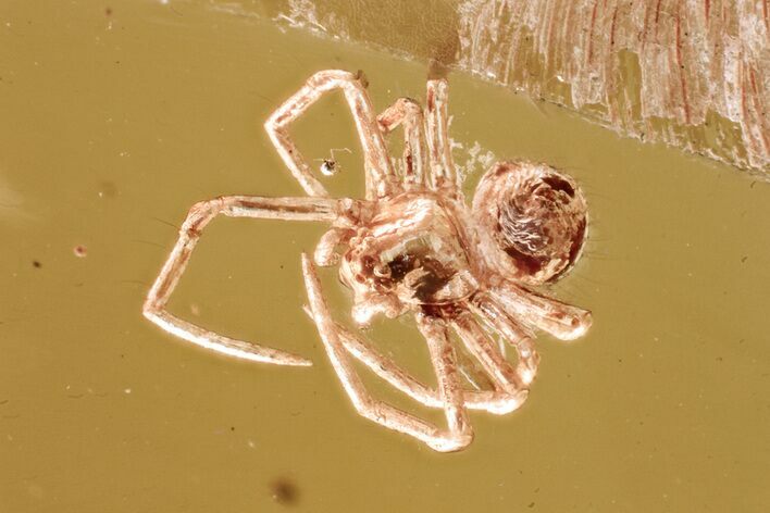 Detailed Fossil Spider (Araneae) In Baltic Amber #381520